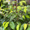 Ficus - 'Benjamina Lime' (Weeping Fig Tree)