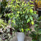Ficus - 'Benjamina Lime' (Weeping Fig Tree)