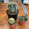 Cactus Plant Assortment
