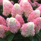 Hydrangea - 'Love-A-Lot Pink' Panicle Hydrangea