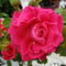 Rose - Easy Elegance ‘My Girl' Shrub Rose