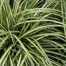 Carex - 'Evergold' Variegated Japanese Sedge Grass