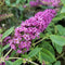 Buddleia - Ruby Chip® Lo & Behold® Butterfly Bush