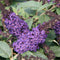 Buddleia – Pugster Blue® Butterfly Bush