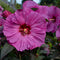 Hibiscus Perennial - ‘Berry Awesome' Summerific® Rose Mallow