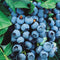 Vaccinium - 'Bluecrop' Highbush Blueberry