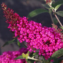 Buddleia - 'Buzz Hot Raspberry' Butterfly Bush