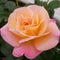 Rose - 'Bright & Shiny' Shrub Rose