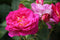 Rose - ‘Outta the Blue' Shrub Rose