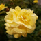 Rose - Easy Elegance ‘Yellow Brick Road' Shrub Rose