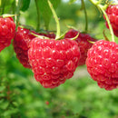 Rubus - 'Caroline' Red Raspberry