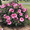 Hibiscus Perennial - ‘Berry Awesome' Summerific® Rose Mallow