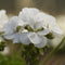 Geranium Calliope 'Medium White'