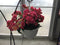 Begonia - Solenia Hanging Basket