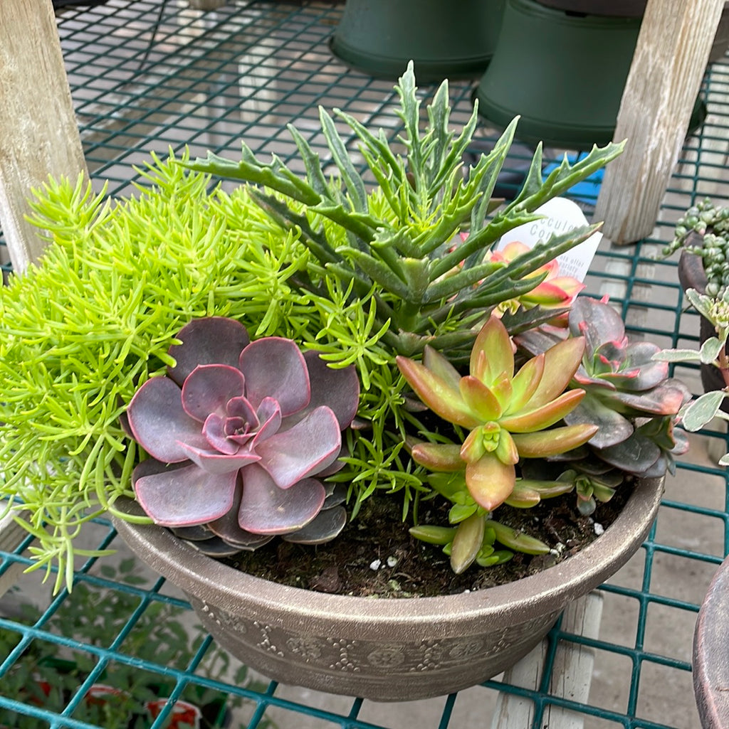 mixed succulent pot Succulent Combo Planter
