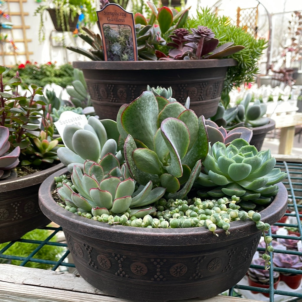 outdoor succulent planter bowl Succulent Combo Planter