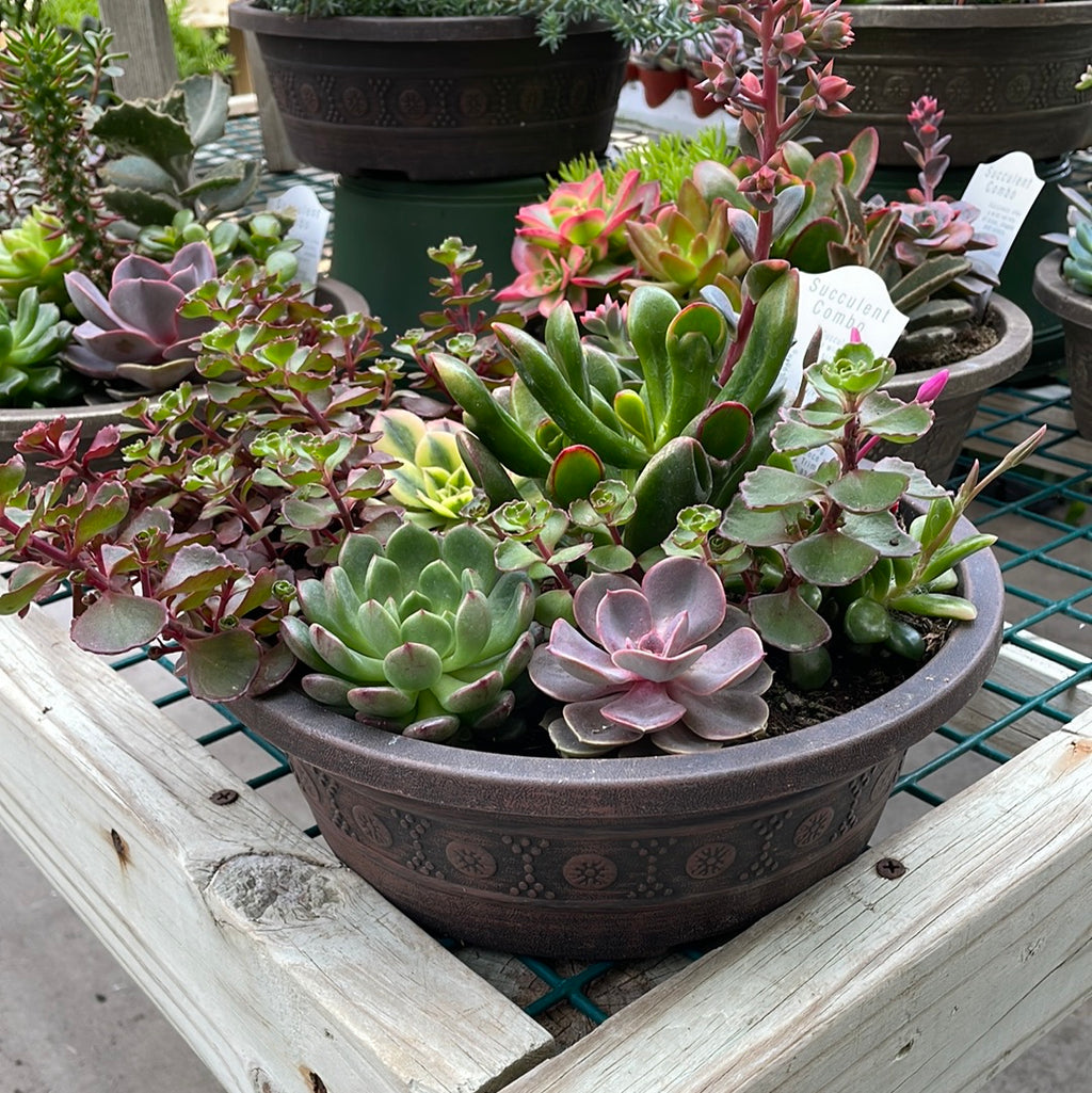 succulent combinations Succulent Combo Planter