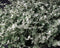 Licorice Silver Helichrysum petiolare