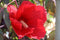 Hibiscus Perennial - ‘Midnight Marvel' Rose Mallow
