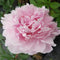 Paeonia - 'Sarah Bernhardt' Garden Peony