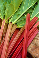 Rhubarb - 'Green Victoria'