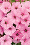Petunia - Supertunia Vista 'Bubblegum'