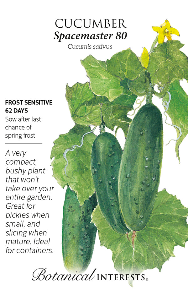 Cucumber - 'Spacemaster 80' Seeds