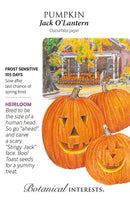 Pumpkin - 'Jack O'Lantern' Seeds