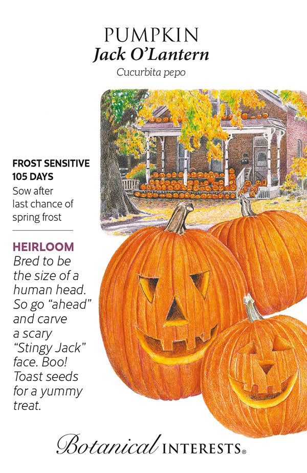 Pumpkin - 'Jack O'Lantern' Seeds