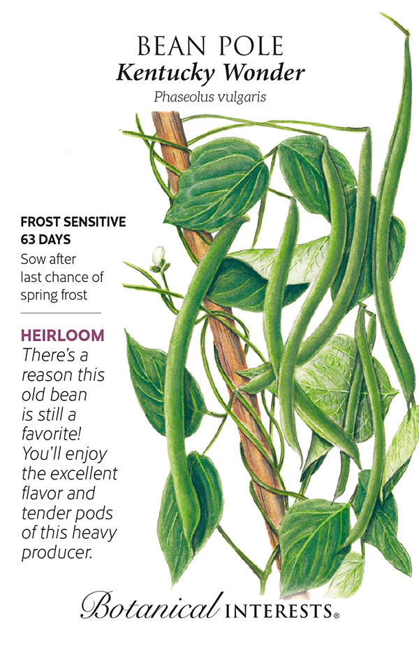 Bean 'Kentucky Wonder Pole' Seeds Heirloom