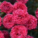 Dianthus - ‘Raspberry Ruffles' Fruit Punch® Pinks