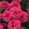 Dianthus - ‘Raspberry Ruffles' Fruit Punch® Pinks