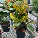 Croton - 'Petra'