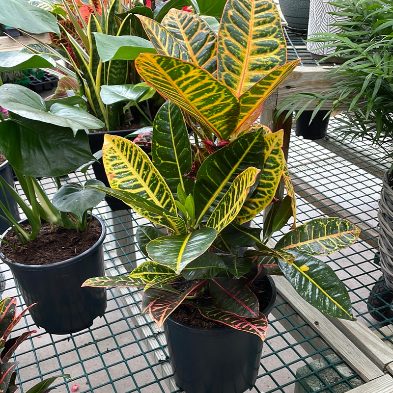 Croton - 'Petra'