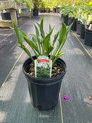 Hosta - 'Praying Hands'