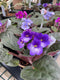 African Violets - Assorted Colors