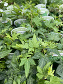 Hedera helix English Ivy