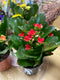 Flowering Kalanchoe - Assorted Colors