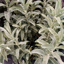 SALIX - ICEBERG ALLEY® Sageleaf Willow