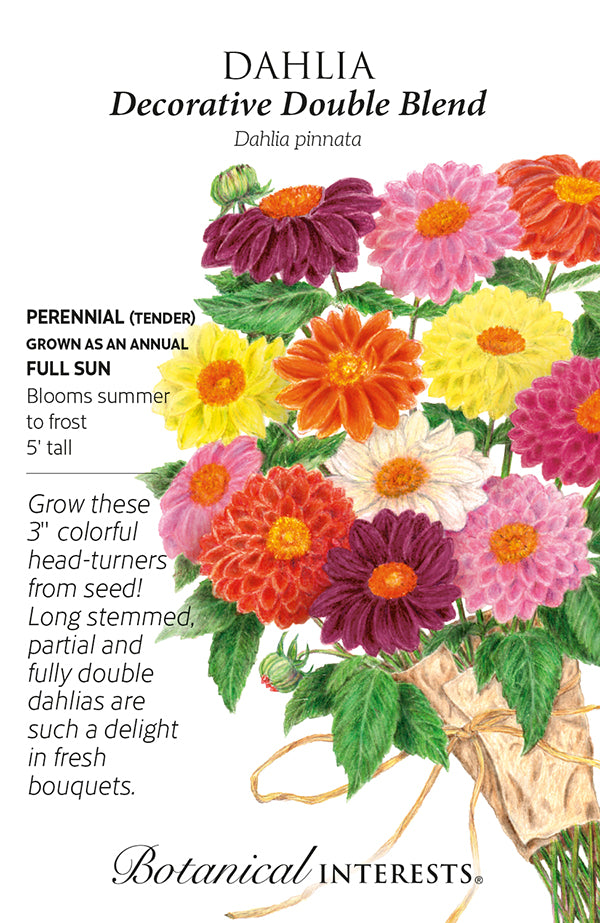 Dahlia - 'Decorative Double Blend' Seeds