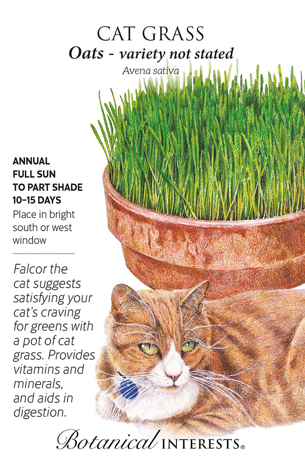 Cat Grass Oats Seeds
