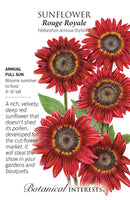 Sunflower - 'Moulin Rouge Royale' Seeds