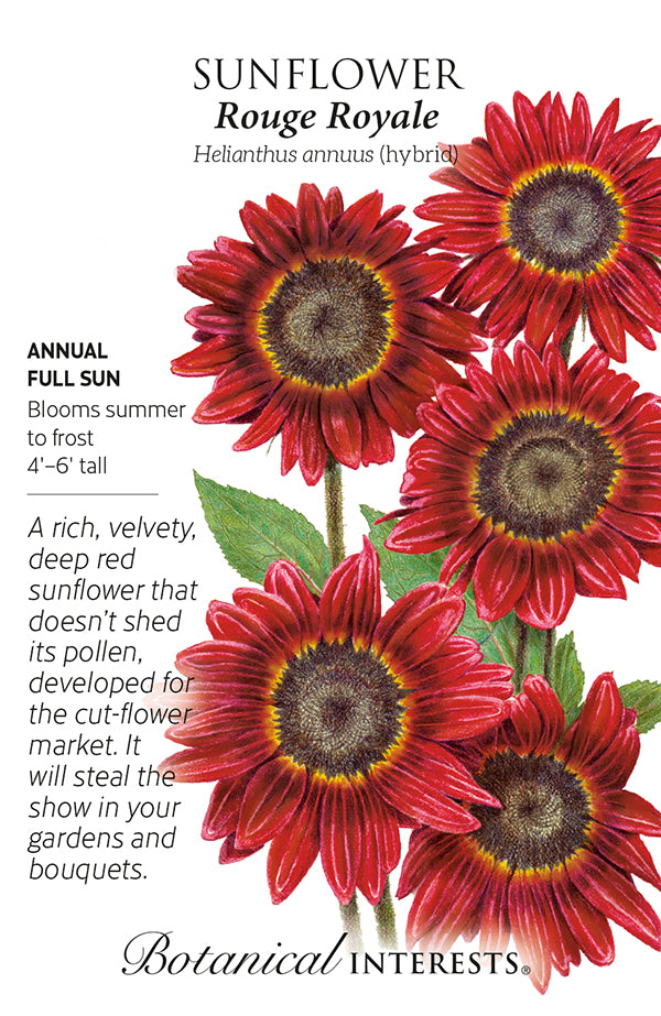 Sunflower - 'Moulin Rouge Royale' Seeds