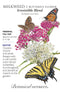 Milkweed/Butterfly Flower - 'Irresistible Blend' Seeds
