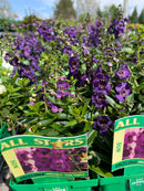 Angelonia - 'All Star' Assorted Varieties