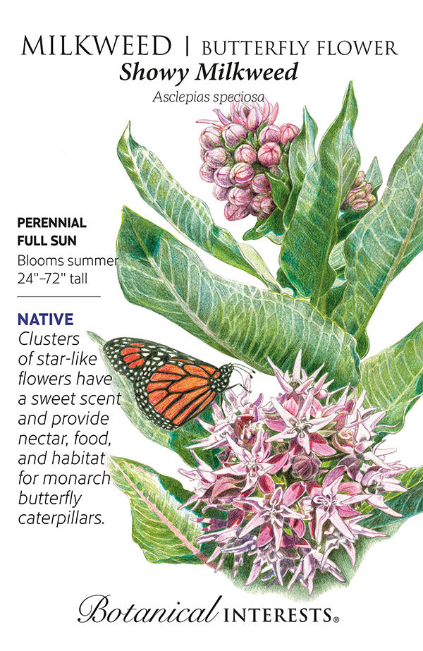 Milkweed/Butterfly Flower - 'Showy' Seeds