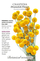 Craspedia - 'Drumstick Flower' Seeds