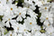 Phlox - subulata 'White Delight' Creeping Moss Phlox