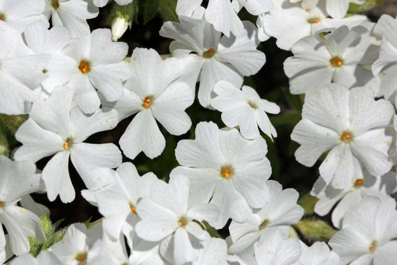 Phlox - subulata 'White Delight' Creeping Moss Phlox