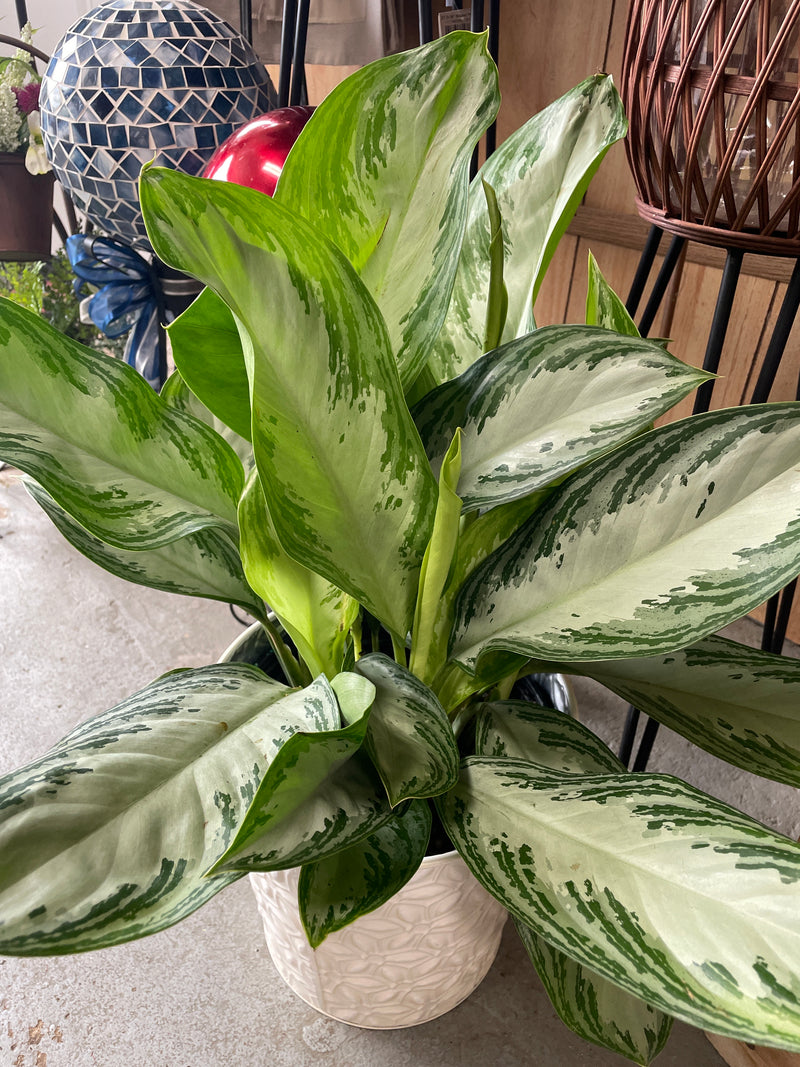 aglaonema assorted Aglaonema